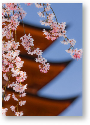 Cherry Blossoms at Itsukushima Jinja Shrine, Japan © Rudy Sulgan/Corbis